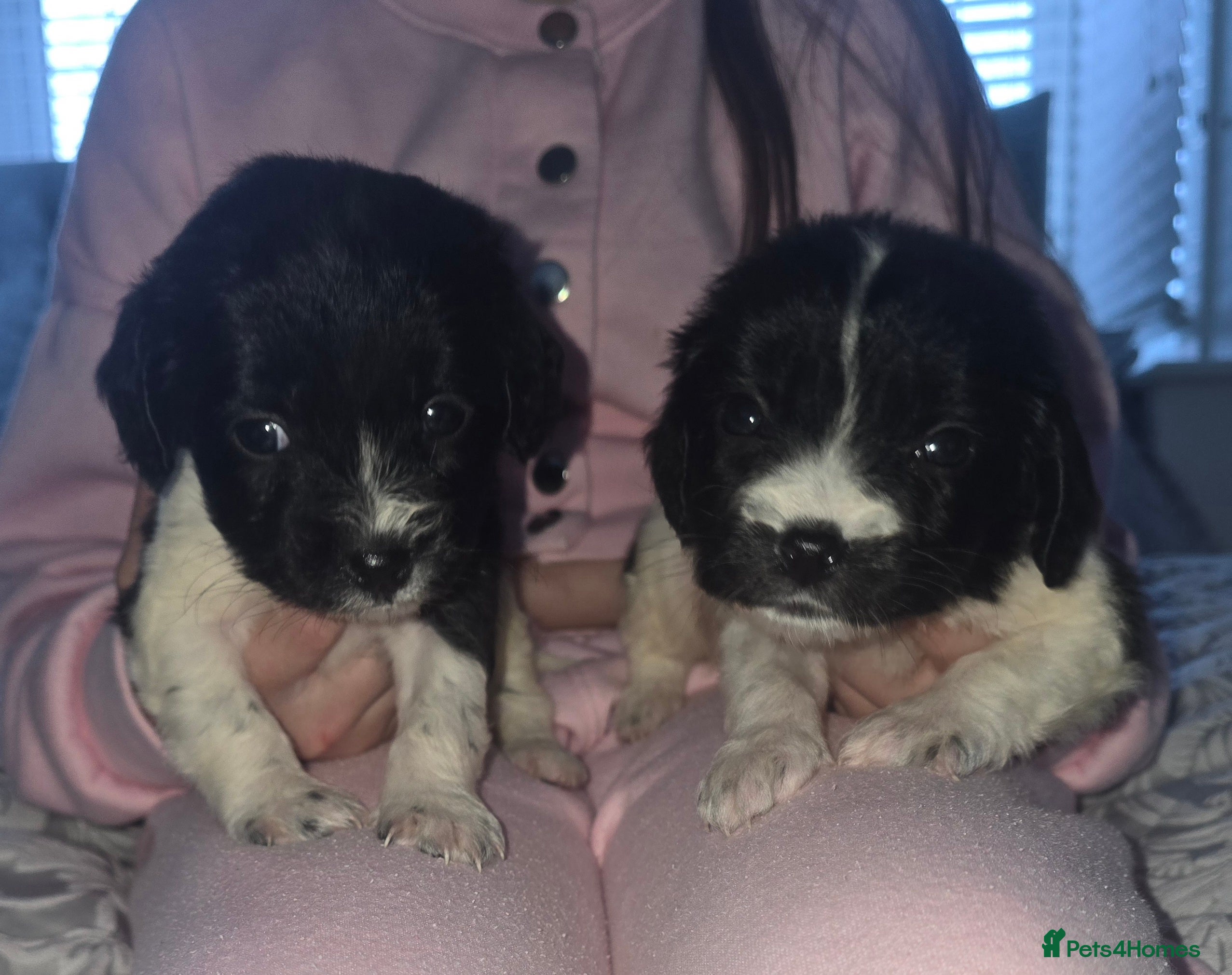 Maltipoo dogs Maltipoo puppies  - Advert 1