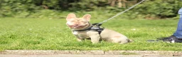 French Bulldog dogs for stud: Oscar the Quality French Bulldog Stud - Advert 2