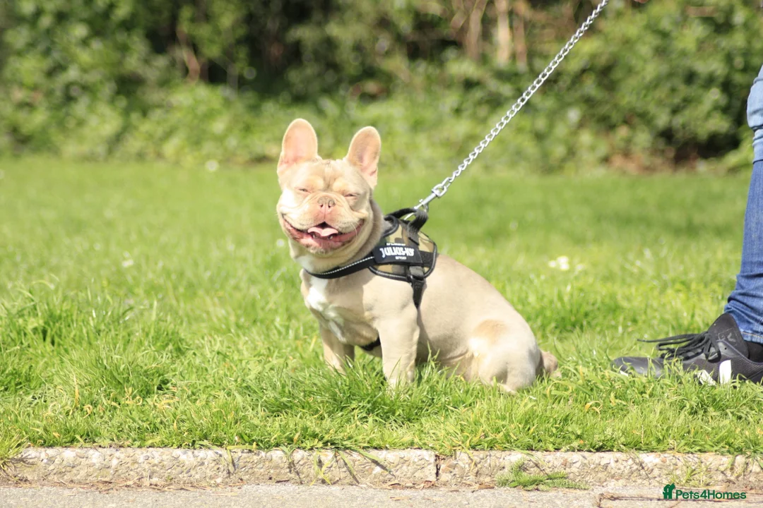 French Bulldog dogs for stud: Oscar the Quality French Bulldog Stud - Advert 2