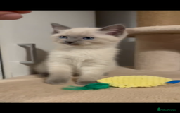 Mixed Breed cats for sale: Ragdoll x BSH male kitten - Image 2