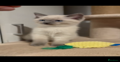 Mixed Breed cats - Advert 13
