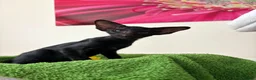 Oriental cats for sale: GCCF Registered Black Oriental Girl - Advert 5