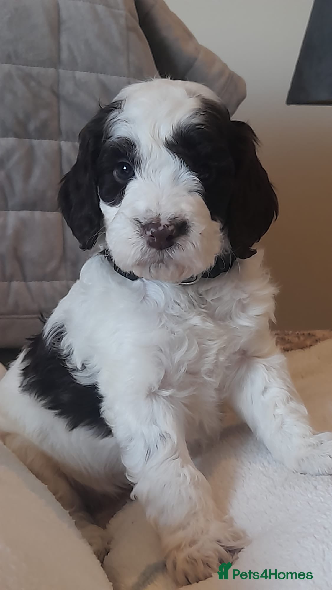 Cockapoo dogs Most Beautiful litter F1 Cockapoo puppies  - Advert 9