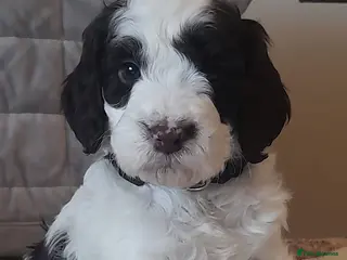 Cockapoo dogs Most Beautiful litter F1 Cockapoo puppies - Advert 9