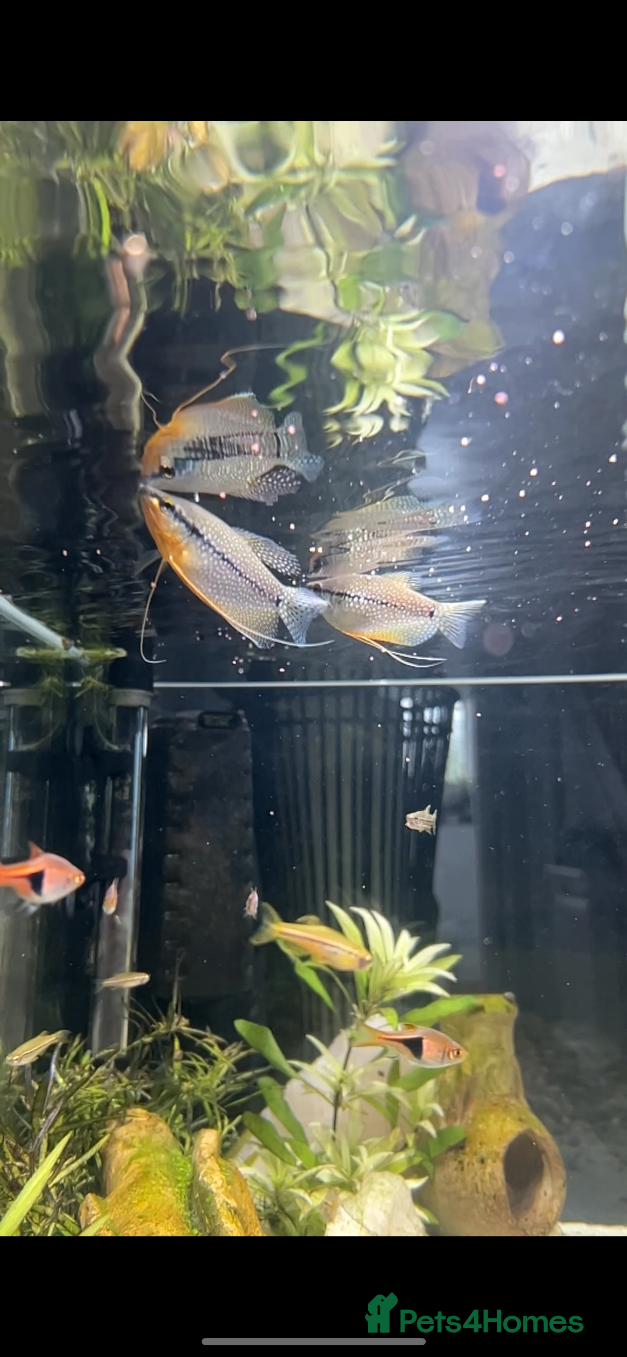 Gouramis fish 105l tank with live fish  - Advert 5