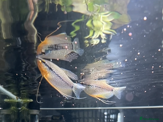Gouramis fish 105l tank with live fish - Advert 10