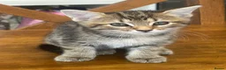 Mixed Breed cats for sale: Maine Coon Mixed Kittens  in Tonbridge - Advert 6