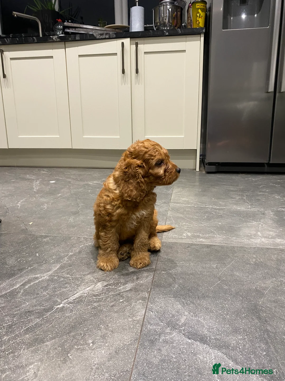 Irish Doodle dogs for sale: F1 Mini irishdoodle (JUST 1 LEFT) - Advert 2