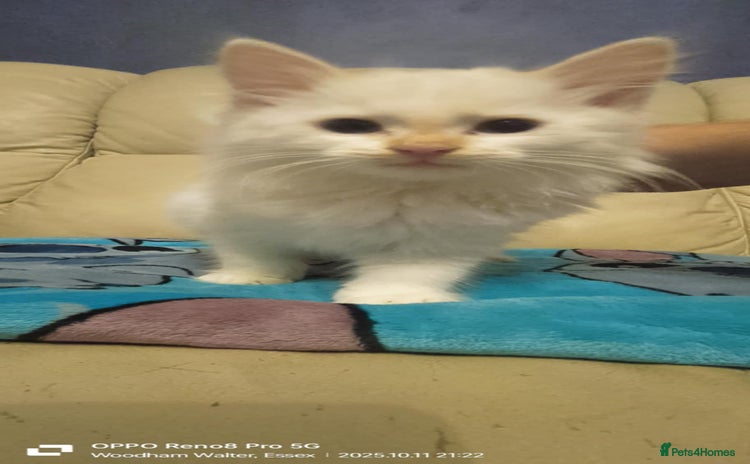 Ragdoll cats - Advert 4