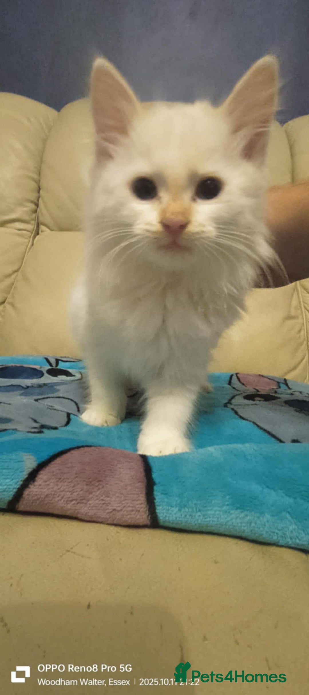 Ragdoll cats for sale: BEAUTIFUL RAGDOLL X  - Image 1