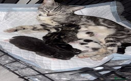 Bengal cats for sale: Kittens  - Image 9