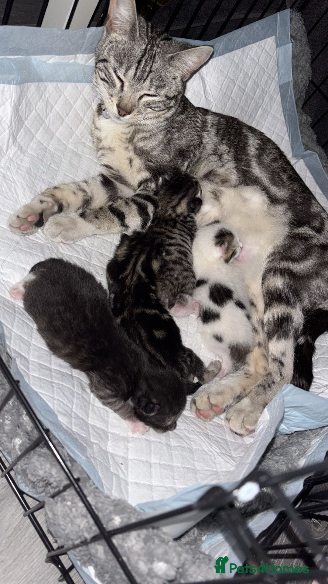 Bengal cats for sale: Kittens  - Image 9