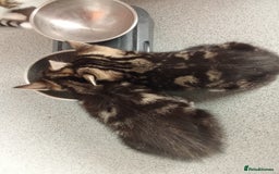 Mixed Breed cats for sale: Kittens for sale  - Image 10