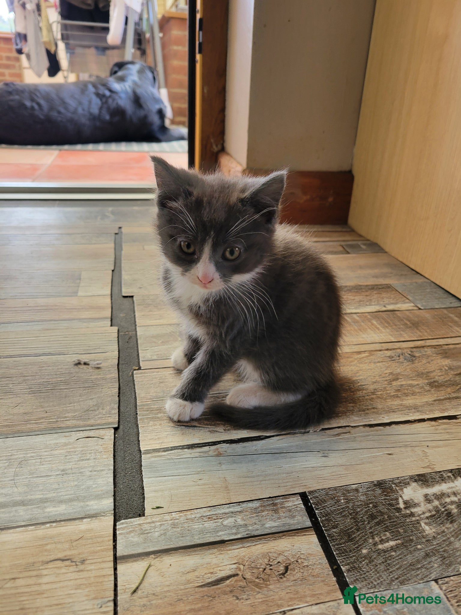 Mixed Breed Kitten 2
