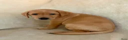 Labrador Retriever dogs for sale: 6 beautiful lab girls (one girl left!) - Advert 22