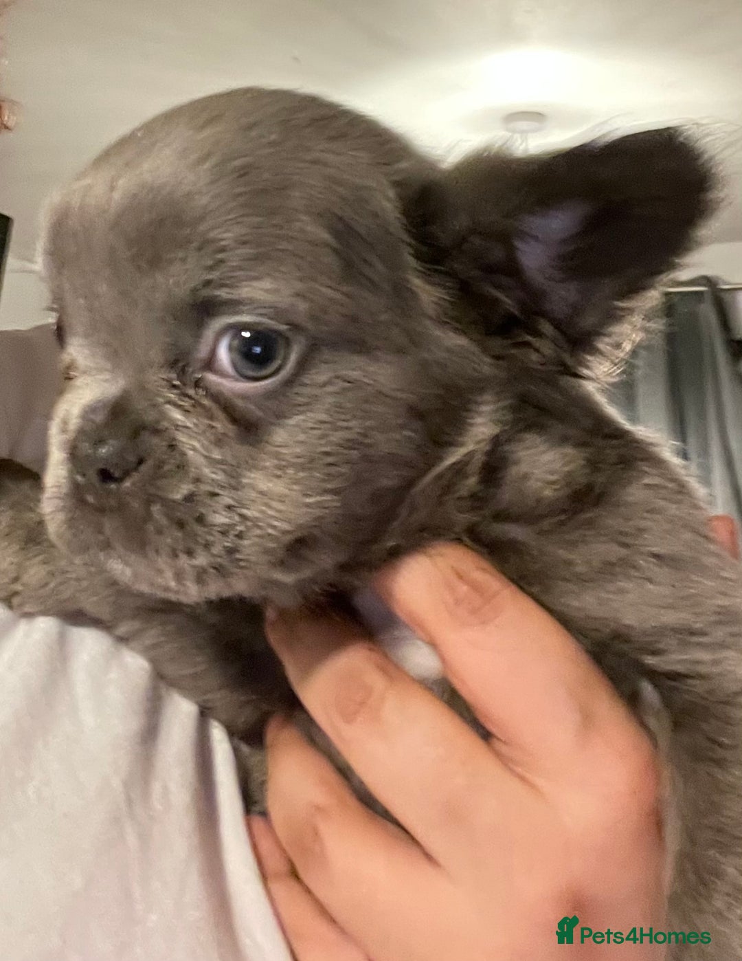 French Bulldog dogs for sale: Pedigree  French bulldogs ready to leave  - Image 17
