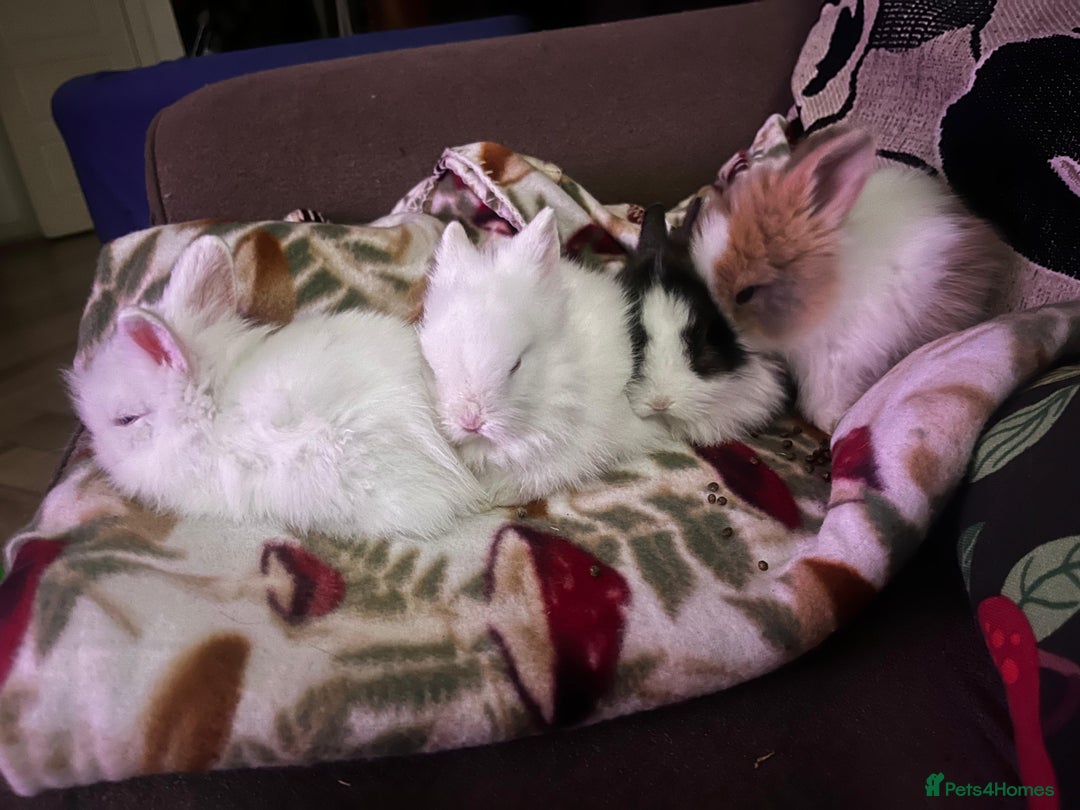 Lionhead rabbits for sale: Double-Maned Lionhead’s for sale 🐰❤️ - Image 3