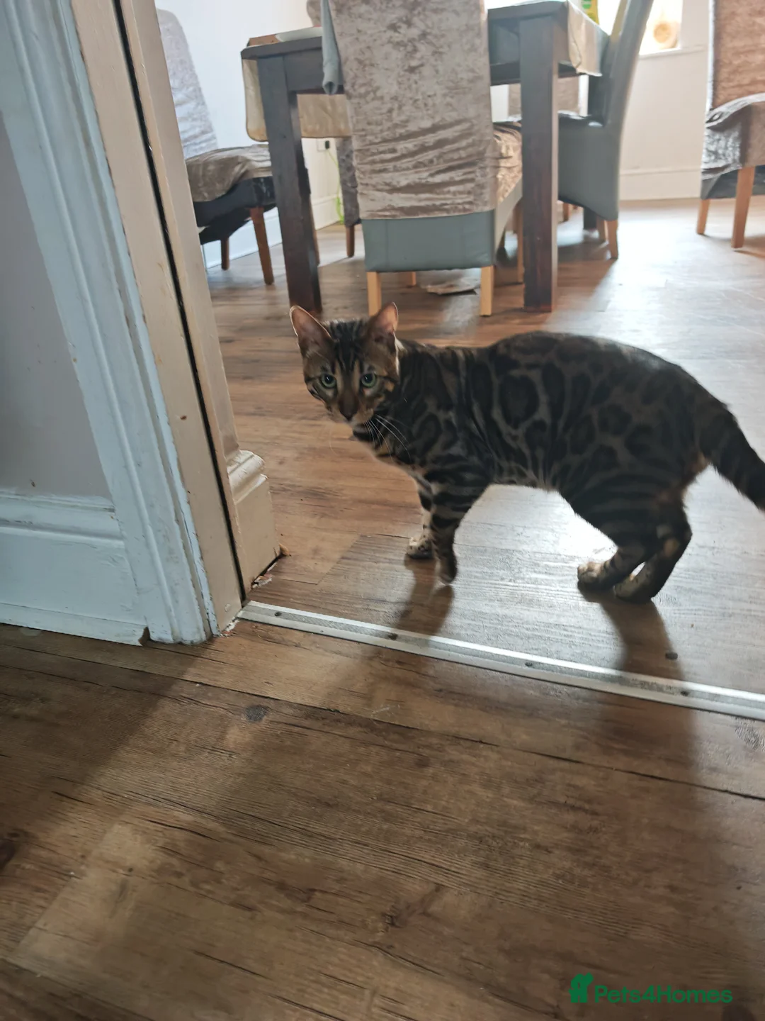 Bengal cats for sale: Bengal Kitten  in Bradford - Advert 3
