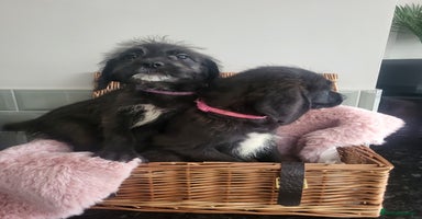 Mixed Breed dogs - Advert 10