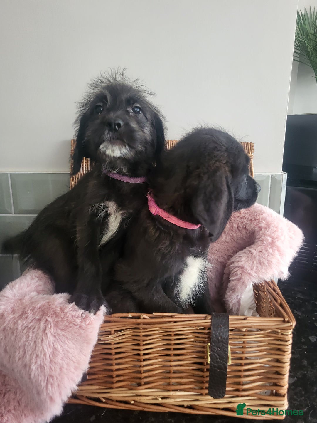 Mixed Breed dogs for sale: St Bernadoodle -READY NOW 🥰 1 Girl remaining 🩷 - Image 2