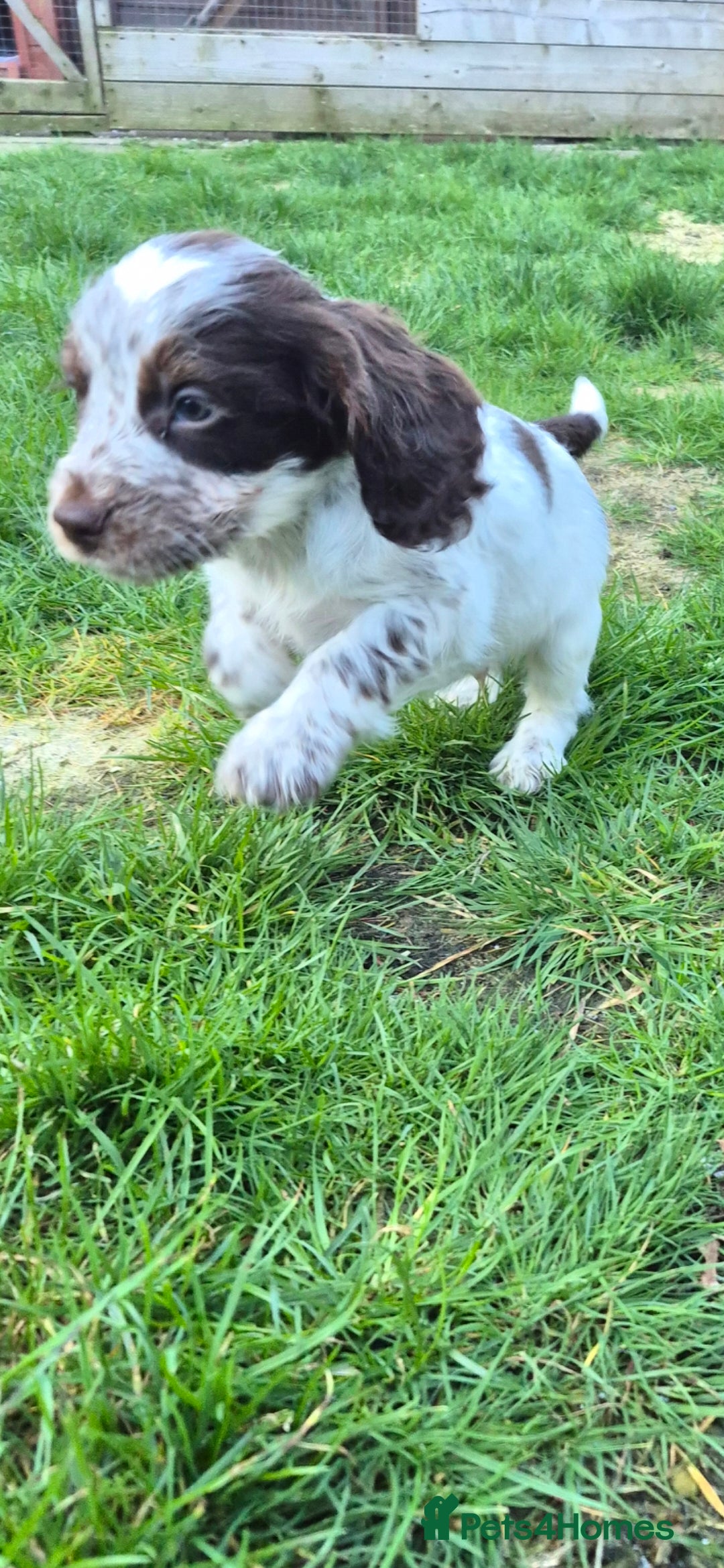 Cocker Spaniel dogs Chocol and tan & choc roan show cocker  puppies  - Advert 18