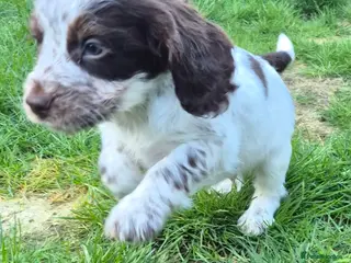 Cocker Spaniel dogs Chocol and tan & choc roan show cocker puppies - Advert 18