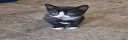 Domestic Shorthair cats for sale: 9 week old kittens for sale in London - Advert 2