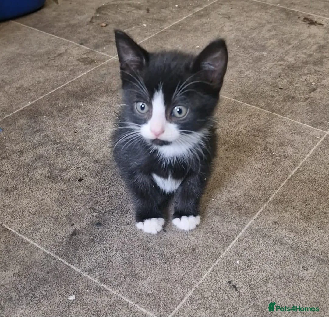 Domestic Shorthair cats for sale: 9 week old kittens for sale in London - Advert 2