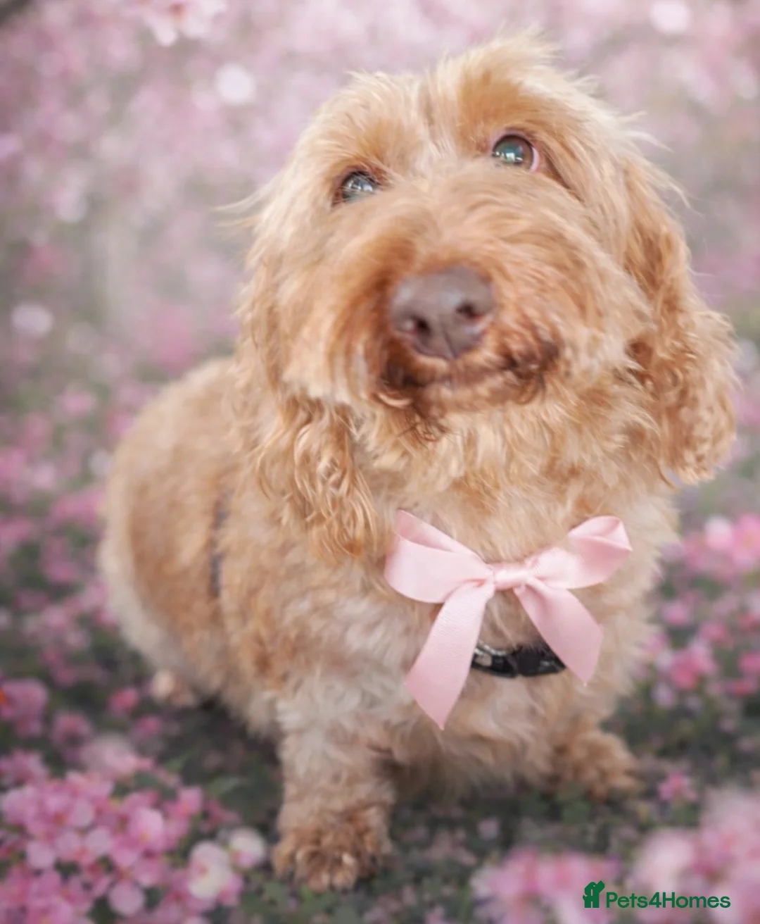 Miniature Dachshund dogs for sale: 2x Adult Mini Wirehaired Dachshunds - Advert 1