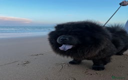 Chow Chow dogs for stud: Blue Chow Chow Stud | Can Travel - Image 4