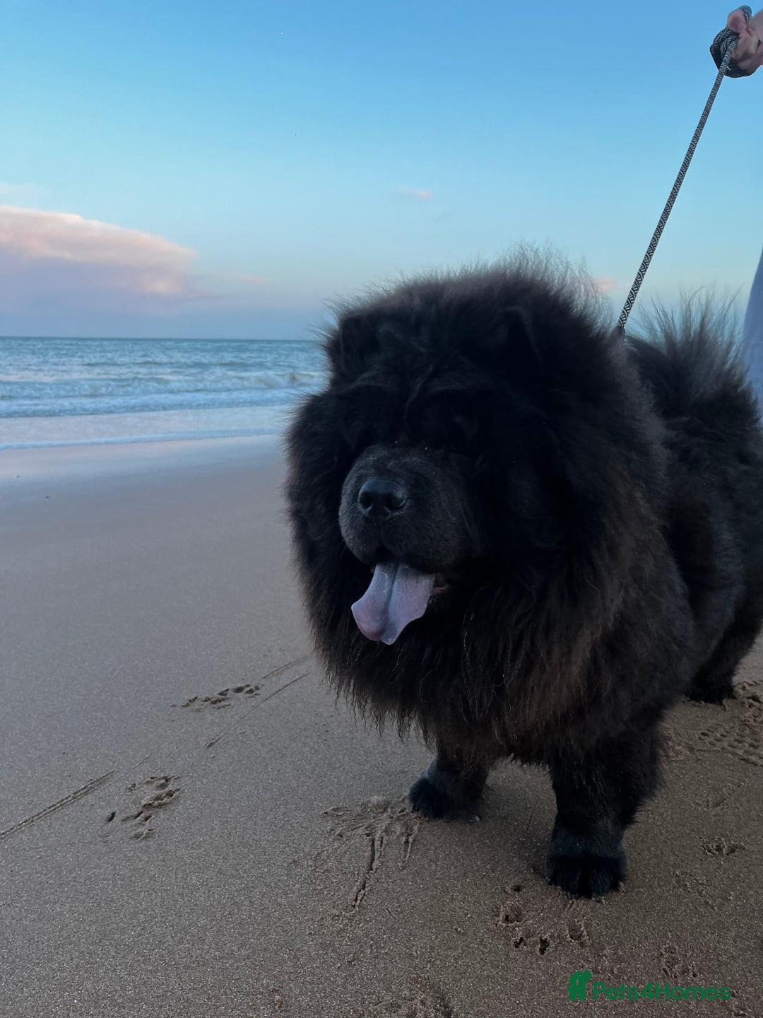 Chow Chow dogs for stud: Blue Chow Chow Stud | Can Travel - Image 4