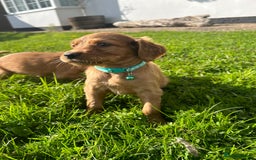 Mixed Breed dogs for sale: Beautiful litter of Golden Irish Puppies  - Image 6