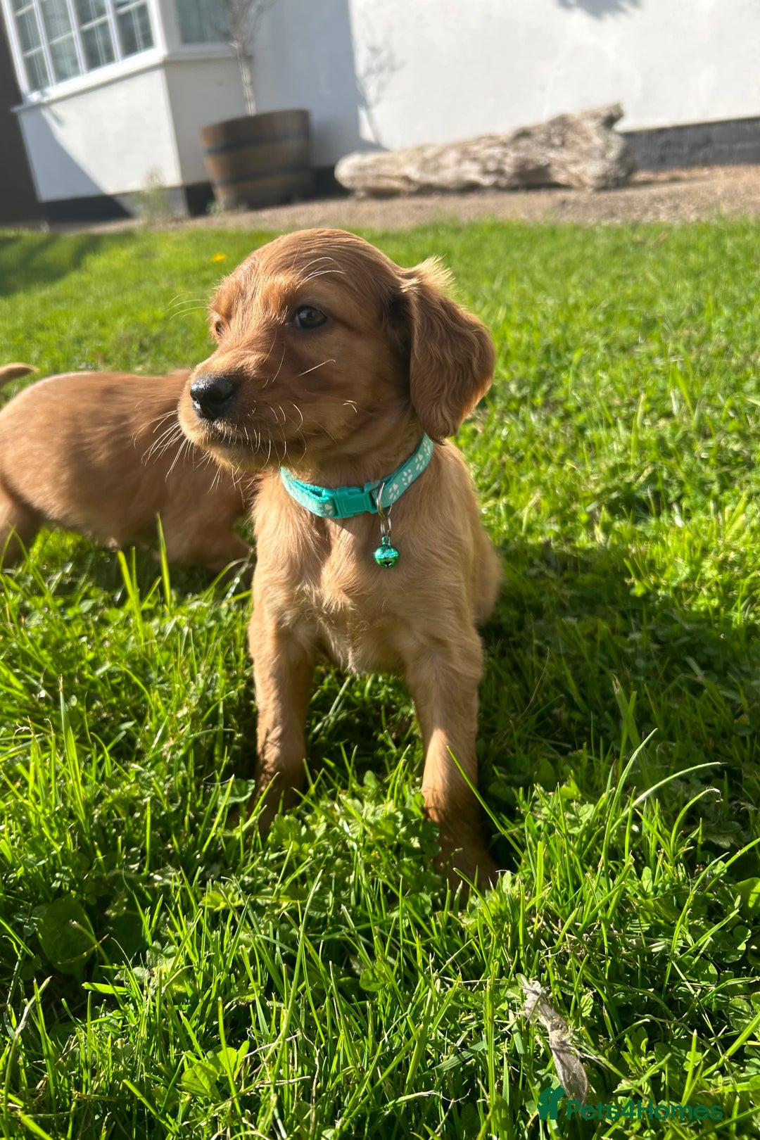 Mixed Breed dogs for sale: Beautiful litter of Golden Irish Puppies  - Image 6