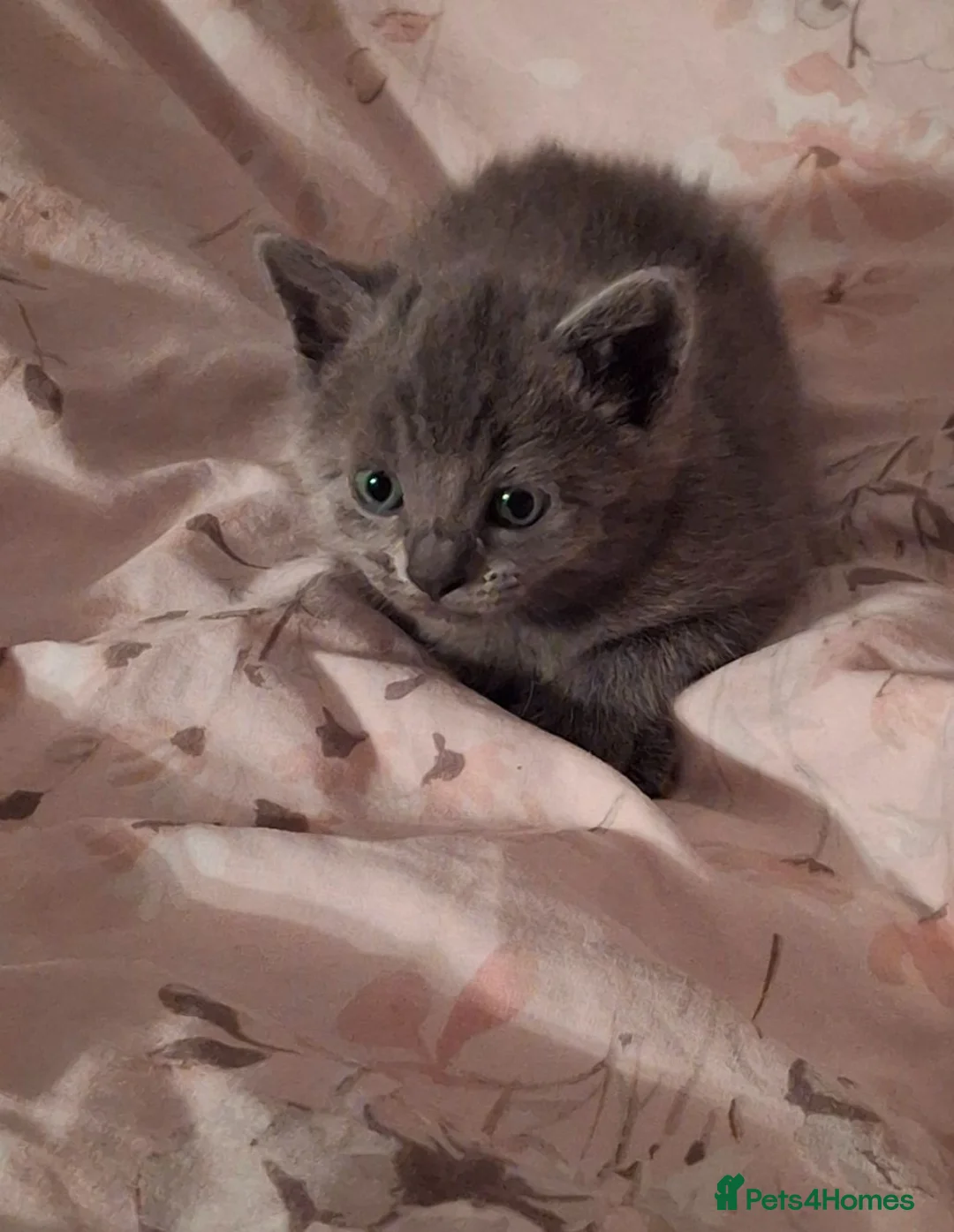 Mixed Breed cats for sale: 9 week old grey/blue kitten (female)  - Advert 2