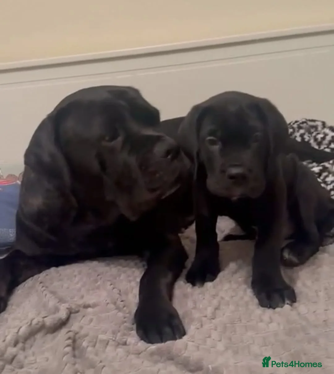 Cane Corso dogs for sale: Cane Corso  - Advert 12