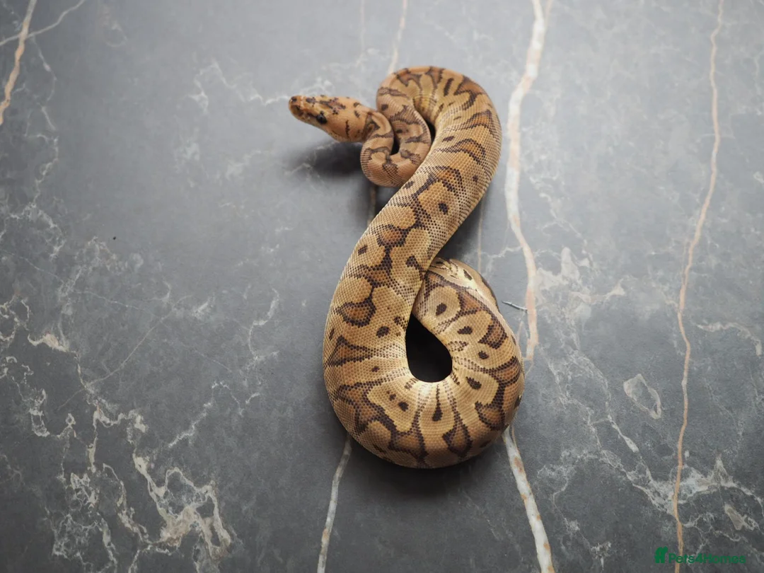 Python Snake reptiles for sale: Ball python  in Gosport - Advert 9