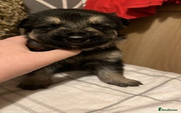 German Shepherd dogs for sale: German Shepard puppies.  - Image 2