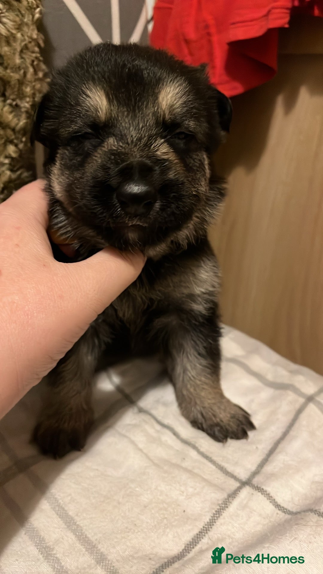 German Shepherd dogs for sale: German Shepard puppies.  - Image 2
