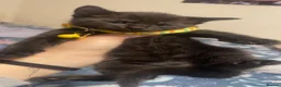 Mixed Breed cats for sale: 4 beautiful black kittens for sale!!! - Advert 9