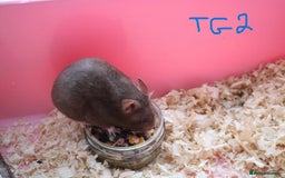 Hamster rodents for sale: Young Syrian Hamsters - Image 21
