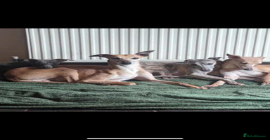 Whippet dogs - Advert 12