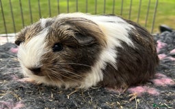 Guinea Pig rodents for sale: Texel, Sheltie, Merino, Coronet guinea pigs.  - Image 2