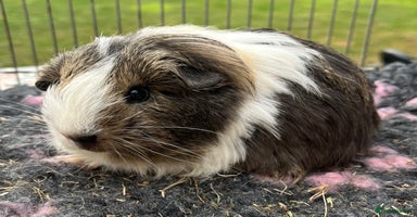 Guinea Pig rodents - Advert 5