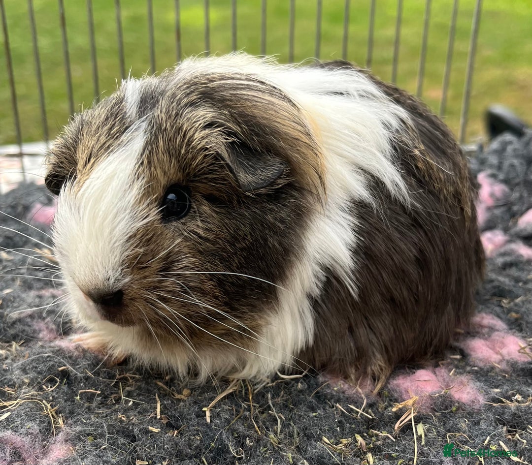 Guinea Pig rodents for sale: Texel, Sheltie, Merino, Coronet guinea pigs.  - Image 2
