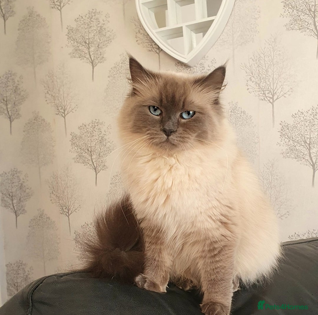Siberian cats for sale: GCCF champion bloodline siberian nevas - Image 18
