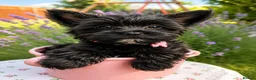 Yorkshire Terrier dogs for sale: LAST GIRL! Mini Black Yorkshire Terrier 🐶  - Advert 1