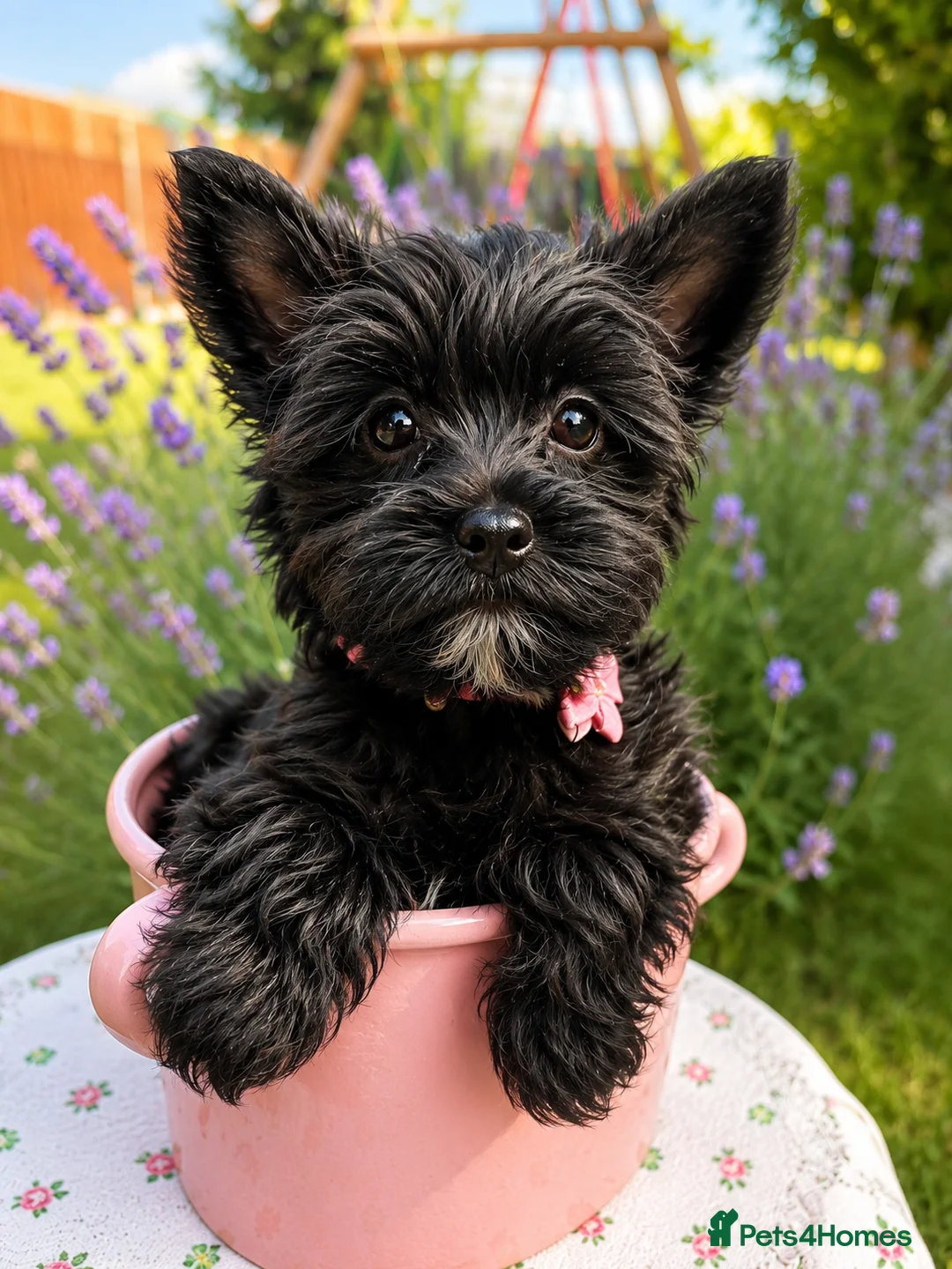 Yorkshire Terrier dogs for sale: LAST GIRL! Mini Black Yorkshire Terrier 🐶  - Advert 1