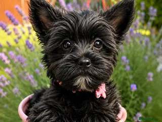 Yorkshire Terrier dogs Only two left! Mini Black Yorkshire Terrier 🐶 - Advert 2