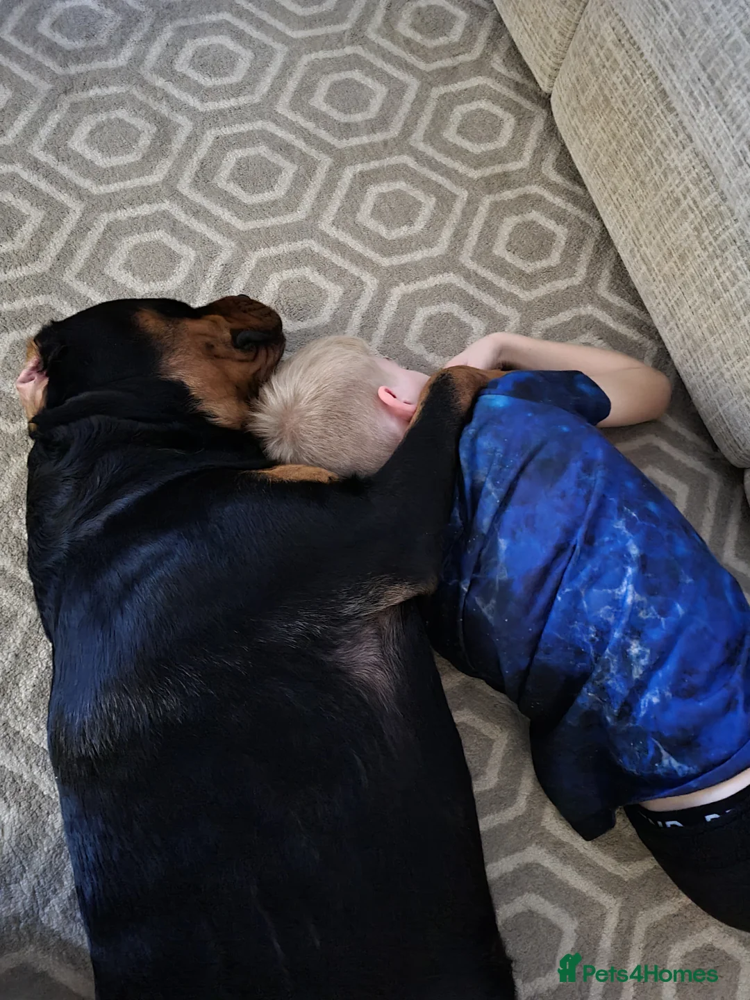 Rottweiler dogs for stud: Bruno the Rottweiler Stud Services in Wrexham - Advert 10