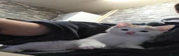 Domestic Shorthair cats for sale: Kitten looking for new lovely home  - Advert 21